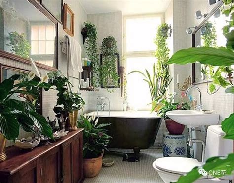 頭髮遮住眼睛 浴室可以放什麼植物